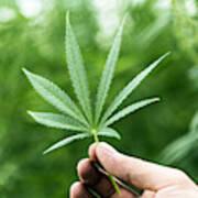 Hand Holding Marijuana Leaf With Cannabis Plants In Background Art Print