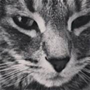 Hanshaw #cat #catsofinstagram #hanshaw Art Print