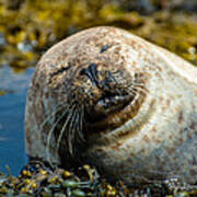 Happy Seal Relaxing In The Seaweed Art Print