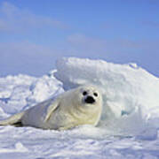 Harp Seal Pup Gulf Of St Lawrence Canada Art Print