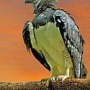 Harpy Eagle 2 Art Print