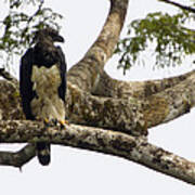 Harpy Eagle In Kapok Tree Art Print
