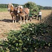 Harvest On An Amish Farm Art Print