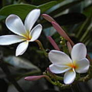 Hawaiian Plumeria Art Print