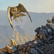 Hawk Above Beartooth Pass Art Print