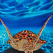 Hawksbill Sea  Turtle Ii Art Print