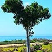 Heart Shaped Tree At Pismo Beach Art Print