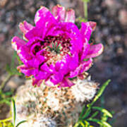 Hedgehog Cactus In Bloom - Enchanted Rock Fredericksburg Texas Hill Country Art Print