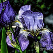 Heirloom Purple Iris Blooms Art Print