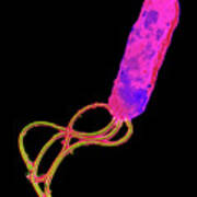 Helicobacter Pylori Bacterium Art Print