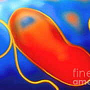 Helicobacter Pylori Art Print