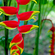 Heliconia--flower In Chiapas Art Print