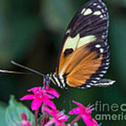 Heliconius Ismenius Art Print