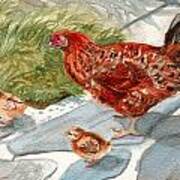 Hen And Chicks Art Print