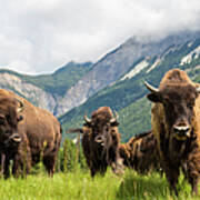 Herd Of Buffalo Or Bison, Alberta Art Print