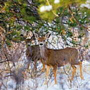 Herd Of Mule Deer In Colorado Winter Art Print