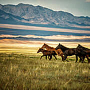 Herd Of Wild Horses In Kazakhstan Art Print