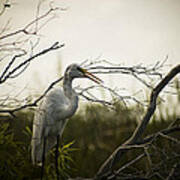 Heron At Dusk Art Print