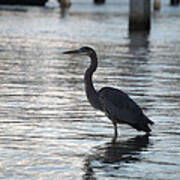 Heron At Dusk Art Print