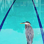 Heron At Pool Art Print