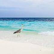 Heron Takes A Walk At The Beach Art Print