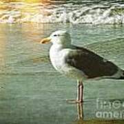 Herring Gull Watching Art Print