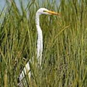 Hidden In The Marsh Grasses Art Print