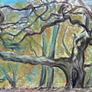 Hidden Oak And Canyon In Briones Park Art Print