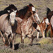 High Desert Horses Art Print