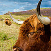 Highland Cattle On Scottish Pasture Art Print