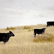 Hilltop Herd @ King Island Art Print