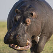 Hippopotamus Bull Charging Botswana Art Print