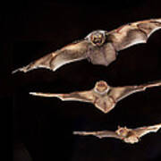 Hoary Bat With Eastern Red Bat Art Print