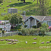 Home Sheep Home Art Print