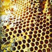 Honey Honey Art Print