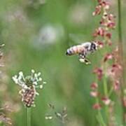 Honeybee Flying In A Meadow Art Print