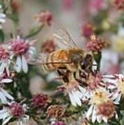 Honeybee Sipping Nectar On Wild Aster Art Print