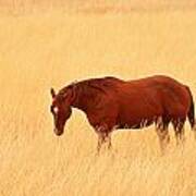 Horse In Meadow - Capitol Reef Park - Utah Art Print
