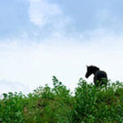 Horse On The Hill Art Print