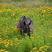 Horse Power Flower Power Art Print