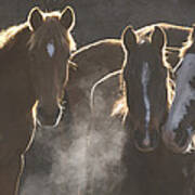 Horses At Round Up Ecuador Art Print
