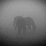 Horses In The Mist. Art Print
