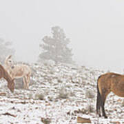 Horses In The Winter Snow And Fog Art Print