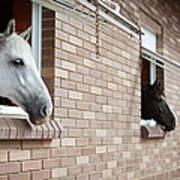 Horses Looking From The Windows Of A Art Print