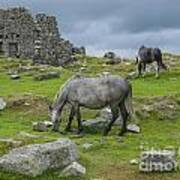 Horses On The Moors Of Dartmoor Art Print