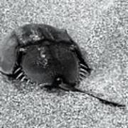 Horseshoe Crab In Black And White Art Print