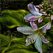 Hosta Lilies With Texture Art Print