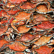Hot Crabs Art Print