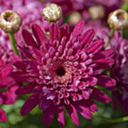 Hot Pink Chrysanthemum Art Print