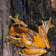 Hourglass Tree Frog Art Print